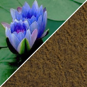 Blue Extract Blauer Lotus 160:1 Extrakt Unkrauts® 9,99gr Nymphaea Caeruela 